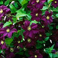 Clematis Etoile Violette, climber bearing single, nodding, saucer-shaped purple flowers with violet highlights, gold anthers, 7cm across. Flowers summer - autumn.