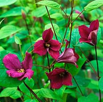 Clematis integrifolia Hanajima, flowers in spring.