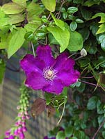 Clematis 'Picardy', a pinkish purple climbing plant flowering from June