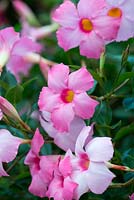 Mandevilla Sundaville 'Pretty Pink Blush', a compact variety perfect for containers.