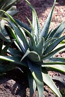 Aloe suprafoliata