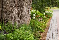 Paving stone alley next to border with large Populus deltoides - Poplar tree trunk and white Hydrangea arborescens 'Annabelle', yellow Oenothera 'Lemon Drops', red Echinacea 'Hot Papaya' - Coneflowers in private front yard country garden in summer, Quebec, Canada