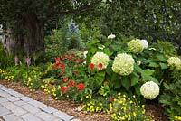 Border with large Populus deltoides - Poplar tree trunk and white Hydrangea arborescens 'Annabelle', yellow Oenothera 'Lemon Drops', red Echinacea 'Hot Papaya' - Coneflowers in private front yard country garden in summer, Quebec, Canada
