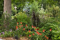 Border planted with red Echinacea 'Hot Papaya' - Coneflowers in private front yard country garden in summer, Quebec, Canada