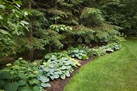 Green grass lawn and border with Picea glauca - White Spruce trees underplanted with Hosta plants in private backyard country garden in summer, Quebec, Canada