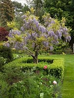 Wisteria x formosa in bed enclosed in low box hedge and edged in tulips.