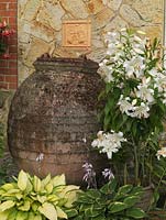 Huge Cretan terracotta pot beside Lilium 'Casa Blanca' and pots of hostas - 'Gold Standard' and 'Aureomarginata'.