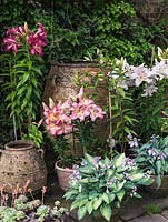 Huge Cretan terracotta pot beside Asiatic hybrid lilies and white Lilium 'Casa Blanca', and pots of hostas - 'Gold Standard' and 'Aureomarginata'.