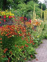 Mixed summer border with Helenium 'Moerheim Beauty', verbascum, monarda, crocosmia, echinops, heliopsis, scabious and Dahlias 'Bishop of Llandaff' and 'Ludwig Helfert'.