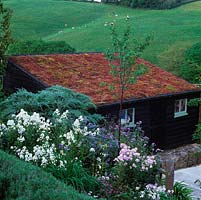 Living roof of mixed sedum, glimpsed through cardoon, sweet rocket, Phacelia tanacetifolia and borage. Behind, Devon field and grazing sheep.