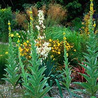 Low maintenance membrane and gravel bed with self-seeded verbascum and oenothera with Hemerocallis Corky, phormium, Yucca gloriosa and Stipa gigantea.
