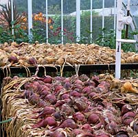 Restored  Victorian glasshouse in late summer, its tables filled with drying onions 'Turbo White' and 'Red Baron'. Beyond, bed of dahlias.