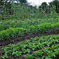 In 2-acre, walled organic kitchen garden, rows of Canterbury bells, foxgloves, Amaranthus, Moluccella, statice and runner beans Lady Di.