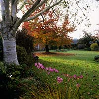 Liquidambar styraciflua Worplesdon with red autumn leaves on lawn. Seen past birch - Betula utulis var. jacquemontii, nerine bowdenii and ferns. Sun creating shadow on lawn.