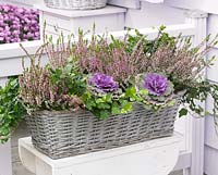 Autumn container with Brassica oleracea and Calluna vulgaris 'Anette'