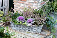 Autumn container with Brassica oleracea -ornamental cabbage and Calluna vulgaris 'Anette' 
