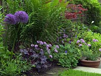 A purple and blue border with Allium 'Globemaster', Scabiousa columbaria 'Pink Mist', Heuchera and Geranium with ferns and Acer foliage behind.