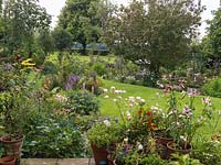 View from terrace over roses and lilies to country garden with beds of cosmos, Verbena bonariensis, helianthus, lythrum, achillea, sedum, delphinium, buddleija, penstemon. Apple tree.