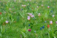 Jewel Meadow with a succession of bulbs from winter into spring. Narcissi, windflower, grape hyacinths and tulips - Tulipa saxatalis, Bakeri Group 'Lilac Wonder'.