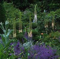 Early summer beds of Eremurus robustus above Nepeta Six Hills Giant, box and holly topiary, nectaroscordum, poppy and clematis.