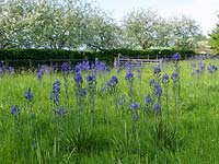 Flower meadow has crocuses, snake's head fritillaries, followed by tall, blue quamash - Camassia leichtlinii Caerulea Group. Behind, crab apple blossom.