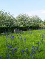 Flower meadow has crocuses, snake's head fritillaries, followed by tall, blue quamash. Camassia leichtlinii Caerulea Group. Crab apple blossom in orchard behind.