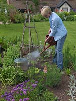 Woman waters newly planted runner beans beneath their wigwam support, amidst chives and lavender.