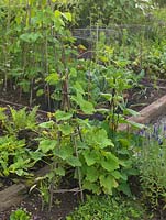 Courgettes trained up wigwam in vegetable patch. Behind, cabbage and beans.