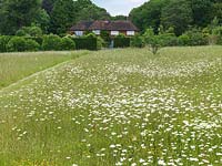 Wildflower meadow of ox-eye daisies, crossed via a mown grass path, leads to gate and garden, forming a lovely view from the house above.