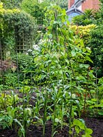 A small vegetable plot growing sweetcorn, runner beans, beetroot and salad leaves.