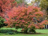 Acer palmatum - Amoenum Group - 'Osakazuki'. Brilliant red in autumn.
