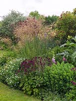 Stipa tenuissima creates focus in border of Geranium sanguineum Max Frei and Album, Astrantia major Claret, cardoon, Salvia officinalis, sedum, foxglove, roses.