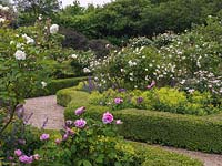 Rose Garden. Box-edged beds of roses - Comte de Chambord, Prosperity, Felicia. Underplanted with Alchemilla mollis, Allium cristophii, camint.
