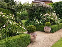Entrance to Rose Garden beneath arch of Rosa 'Mdme Alfred Carriere'. Path passes between box edged beds of roses - 'Prosperity', 'Felicia', 'Mdme Hardy'. Box balls in Greek pots.