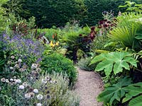 A narrow path running through mixed tropical borders planted with Echinops, Persicaria, Tetrapanax, Dahlia, Kniphofia and Trachycarpus, with a tall protective hedge behind.