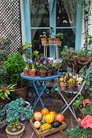 A gardeners conservatory with freshly harvested squash, gardening tools and sheltering tender plants.
