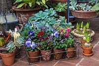 Violas, Aeonium and emerging bulbs sheltered in a conservatory.