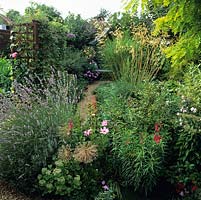 Wooden trellis overlooks gravel area, almost hidden by tall miscanthus and Stipa gigantea catching sunlight. Big lavender clump leads to vegetable patch.