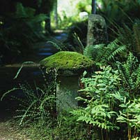 Shady fernery has old, mossy staddle stone.