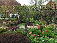Old espaliered apples divide space in front garden. View over beds of box balls, berberis, heuchera, sedum, pink tulipa 'Beauty Queen', 'Christmas Marvel', 'Gabriella', 'China Pink'. 