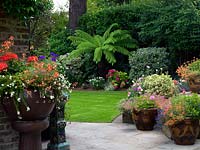 A town garden filled with decorative annual containers. Dicksonia antarctica provides a spectacular focal point in a border shaded by a large Lebanese Cedar.