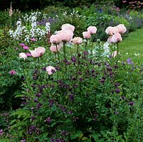 Papaver orientalis 'Charming' in mixed border 