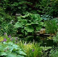 Gunnera manicata reflected into wildlife pond, edged in  hostas, ferns and irises - flag and Sibirica. Heron statue.