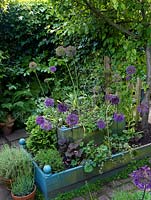 Raised beds of Allium 'Purple Sensation', white lace flower and herbs. Behind, ivy screen and big-leaved Fatsia japonica. Pots of thyme and lavender. 30m x 8m town back garden. 