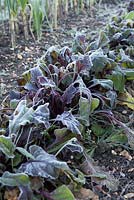 Beta vulgaris - 'Detroit 2 Crimson Globe' Frosted beetroot on vegetable plot