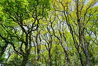 Quercus - Trunks and Spring Foliage - Clyne Gardens Swansea Wales 
