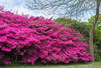 Rhododendron mollis - Clyne Gardens Swansea 