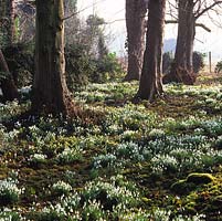 In early morning winter sun, woodland carpeted with moss, snowdrops - Galanthus nivalis, G. nivalis Flore Pleno and winter aconites - Eranthis hyemalis