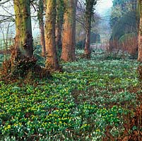 Woodland carpeted with moss, snowdrops - Galanthus nivalis, G. nivalis Flore Pleno and winter aconites - Eranthis hyemalis.