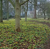 Winter aconites - Eranthis hyemalis naturalised beneath chestnut and birch, and sprinkled with snowdrops - Galanthus nivalis. Behind, ancient parish church of Little Ponton.